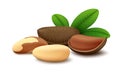 Shelled and unshelled Brazil nuts with green leaves on white background